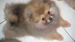 Spitz - jak se starat o oranžové, funkce obsahu